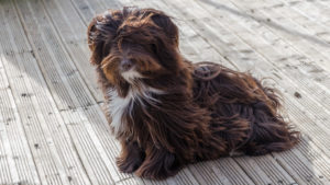 Nutella, Havanese chocolat