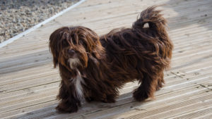 Nutella, Havanese chocolat