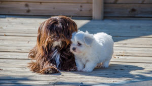 Nutella, Havanese chocolat