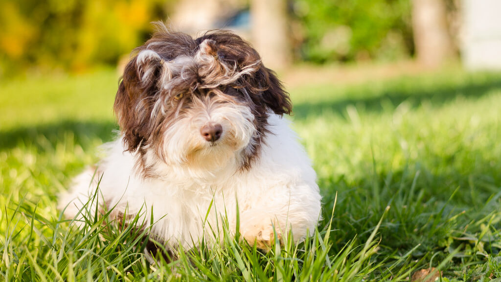 Litchi, havanese Chocolat et blanc