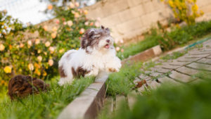 Litchi, havanese Chocolat et blanc