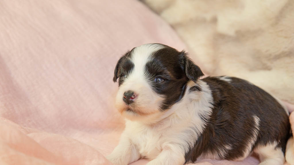 bichon havanais rouge et blanc 
