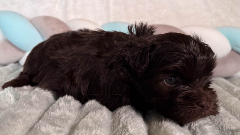 bichon-havanais-800--19