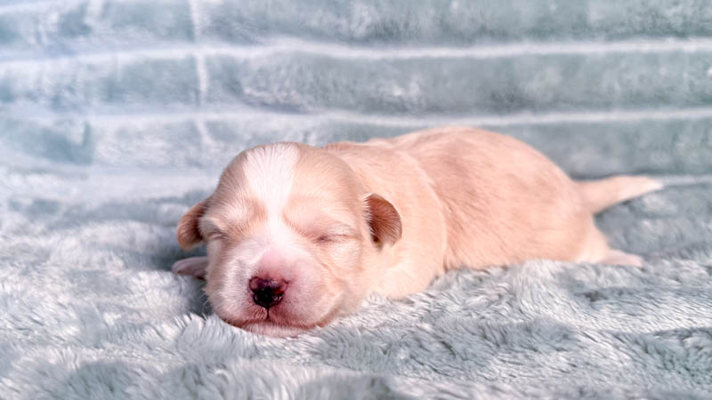 Bichon havanais Sable champagne et blanc