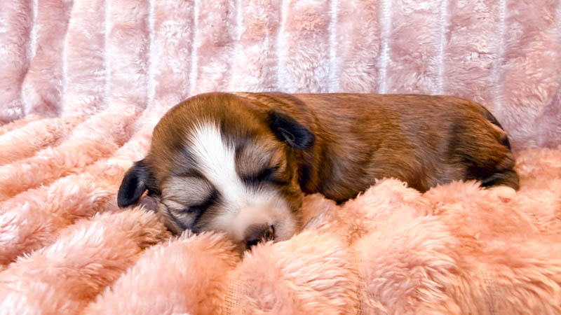 Bichon havanais rouge charbonné et blanc