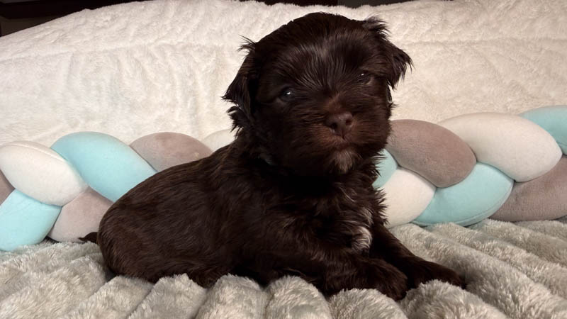 Bichon havanais chocolat