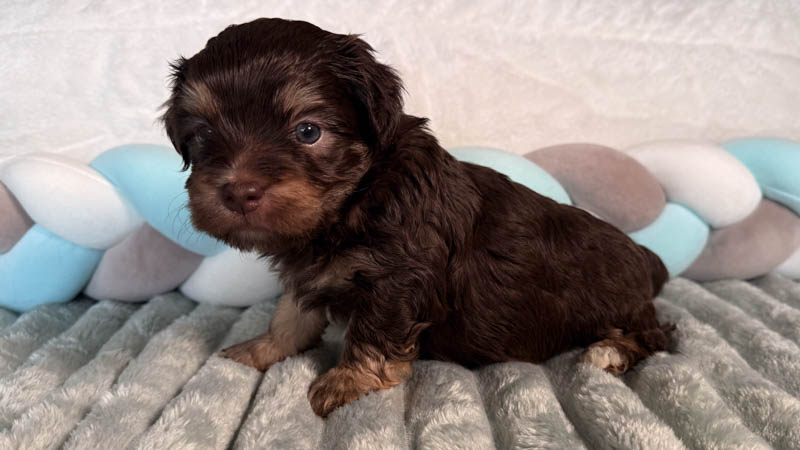 Bichon havanais chocolat