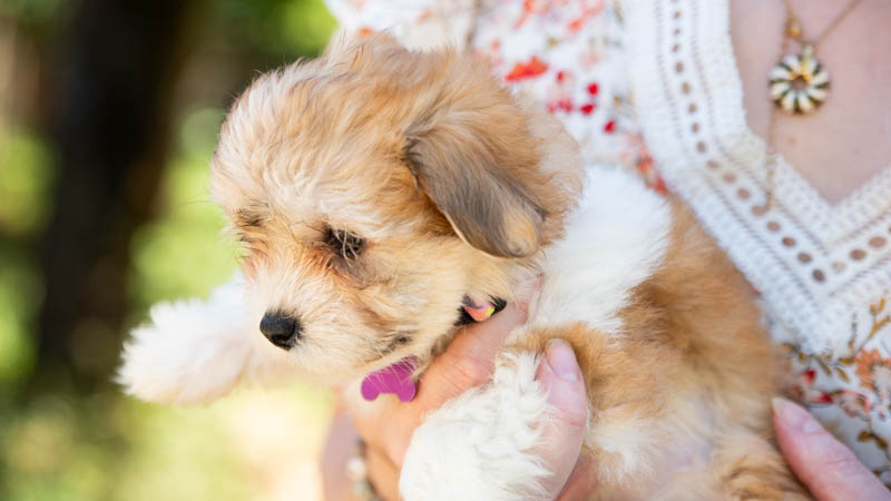 bichon-havanais-800-7745