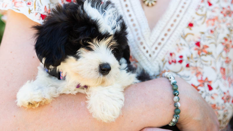 bichon-havanais-800-7764