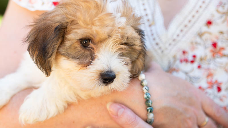 bichon-havanais-800-7771