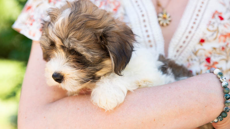 bichon-havanais-800-7789