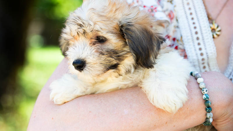 bichon-havanais-800-7812