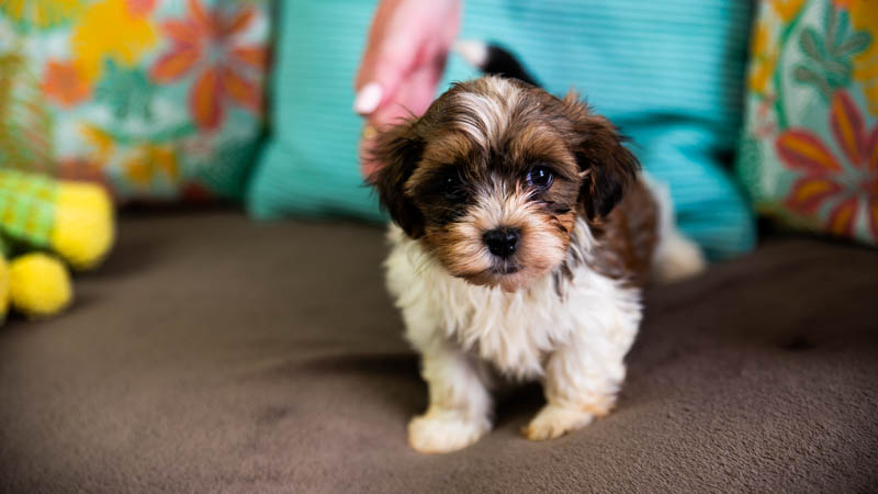 BIchon havanais fauve rouge et blanc