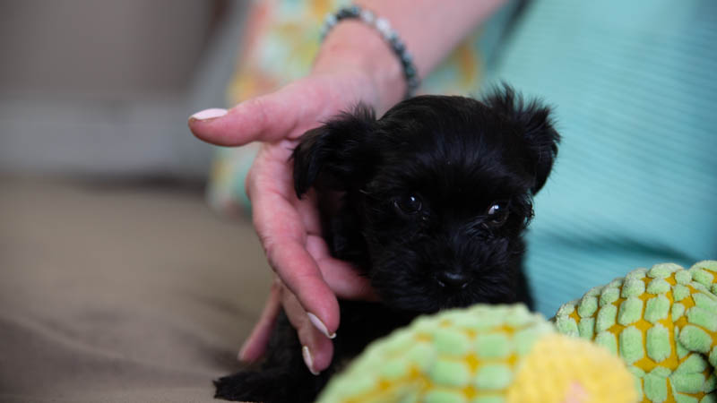 BIchon havanais noir
