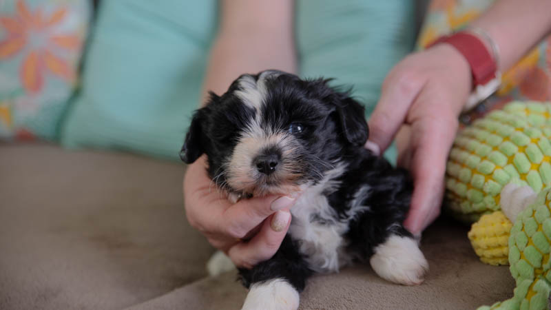 BIchon havanais noir et blanc