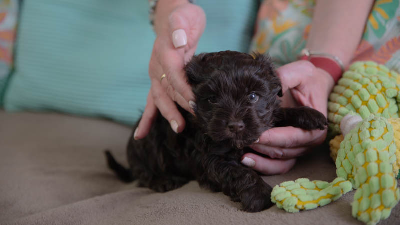 BIchon havanais chocolat