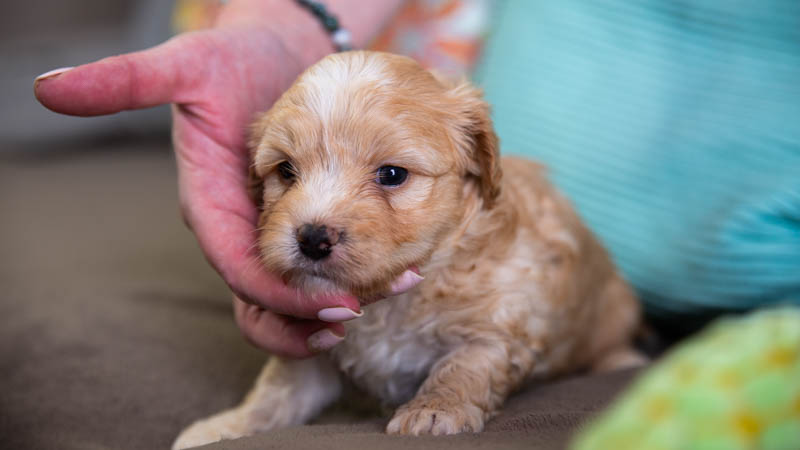 BIchon havanais fauve