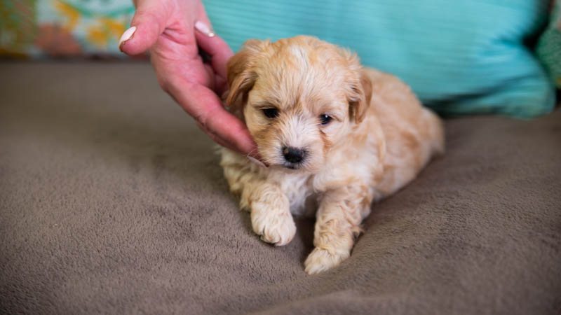 BIchon havanais fauve charbonné