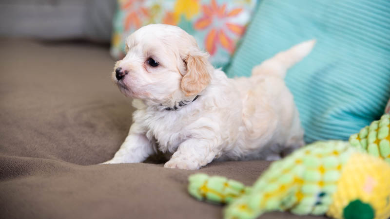 BIchon havanais fauve