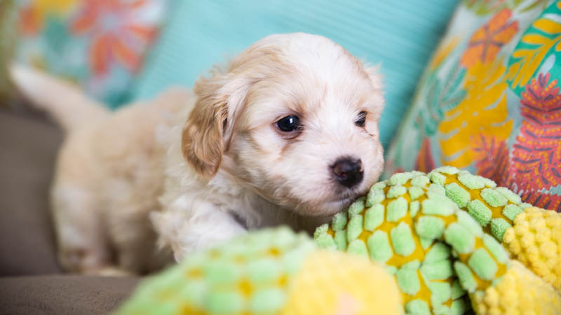 BIchon havanais fauve