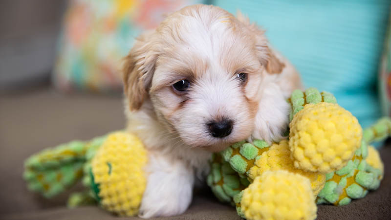 BIchon havanais fauve
