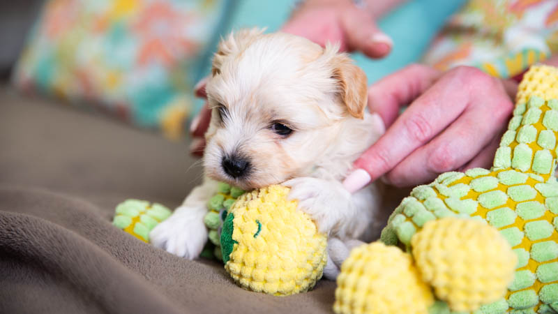 BIchon havanais fauve