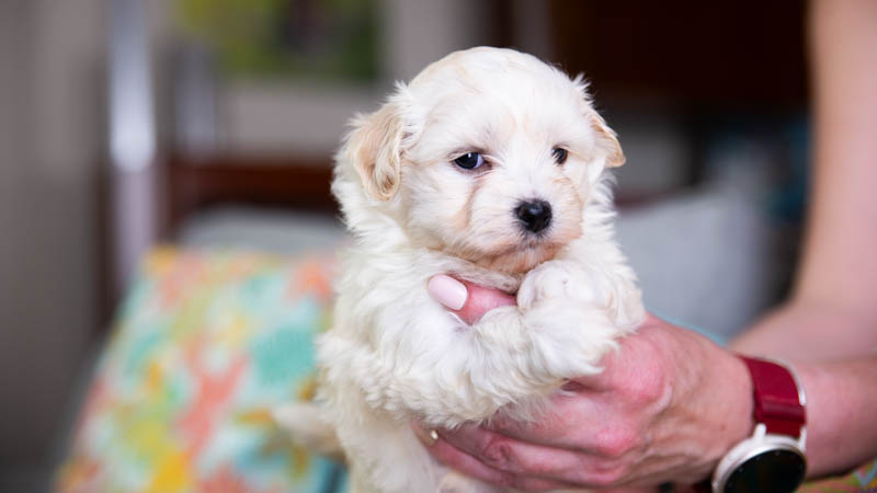 BIchon havanais fauve