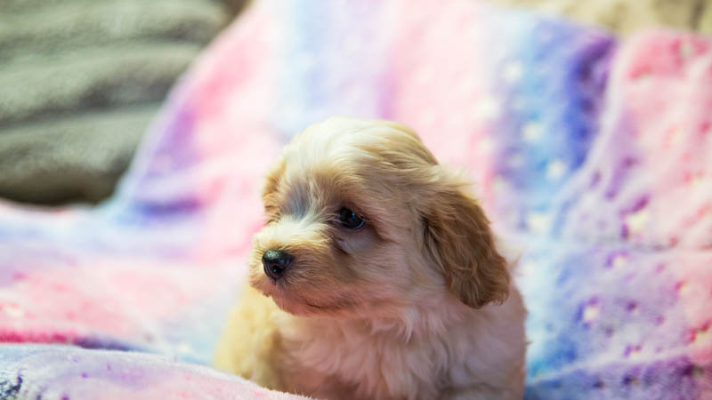 bichon-havanais-800-8681