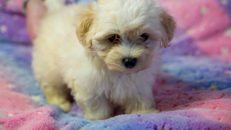 bichon-havanais-800-8731