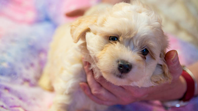 bichon-havanais-800-8843