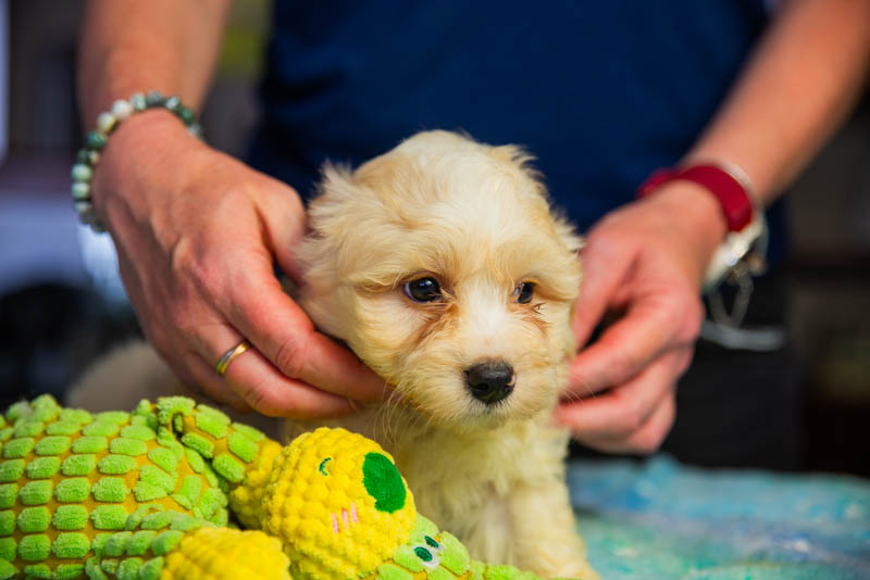 bichon-havanais-800-9002