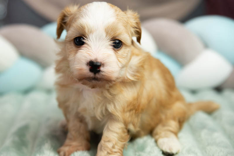 Bichon Havanais, fauve