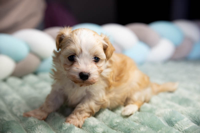 Bichon Havanais, fauve