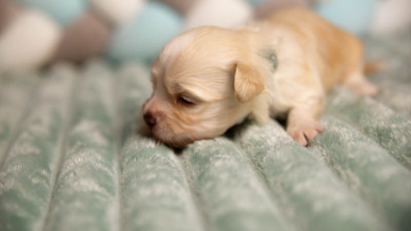 Bichon havanais sable champagne