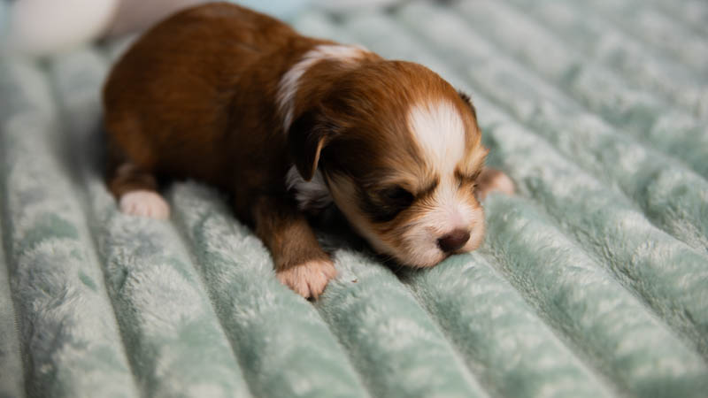 Bichon havanais rouge et blanc