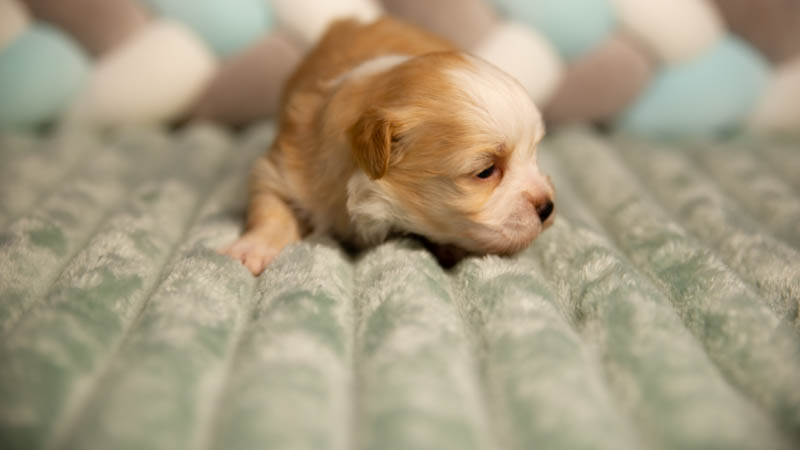 Bichon havanais fauve et blanc