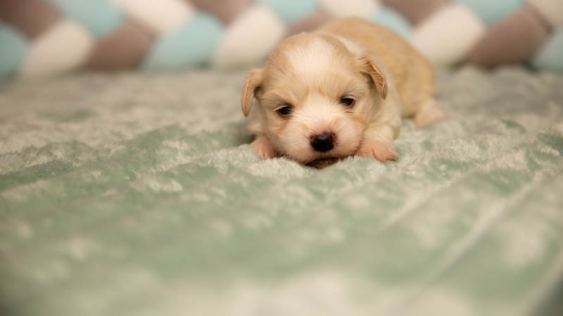 Bichon havanais sable champagne