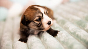 Bichon havanais rouge et blanc