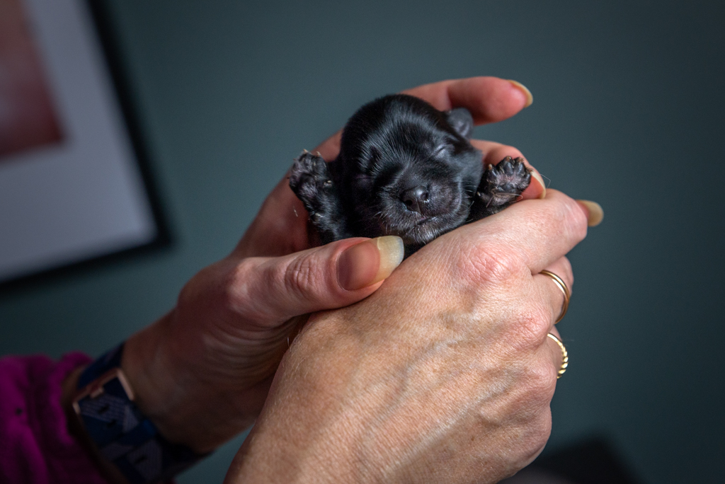 Chiot Havanais Mâle Noir sans collier