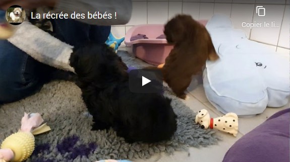 Chiots havanais entrain de jouer