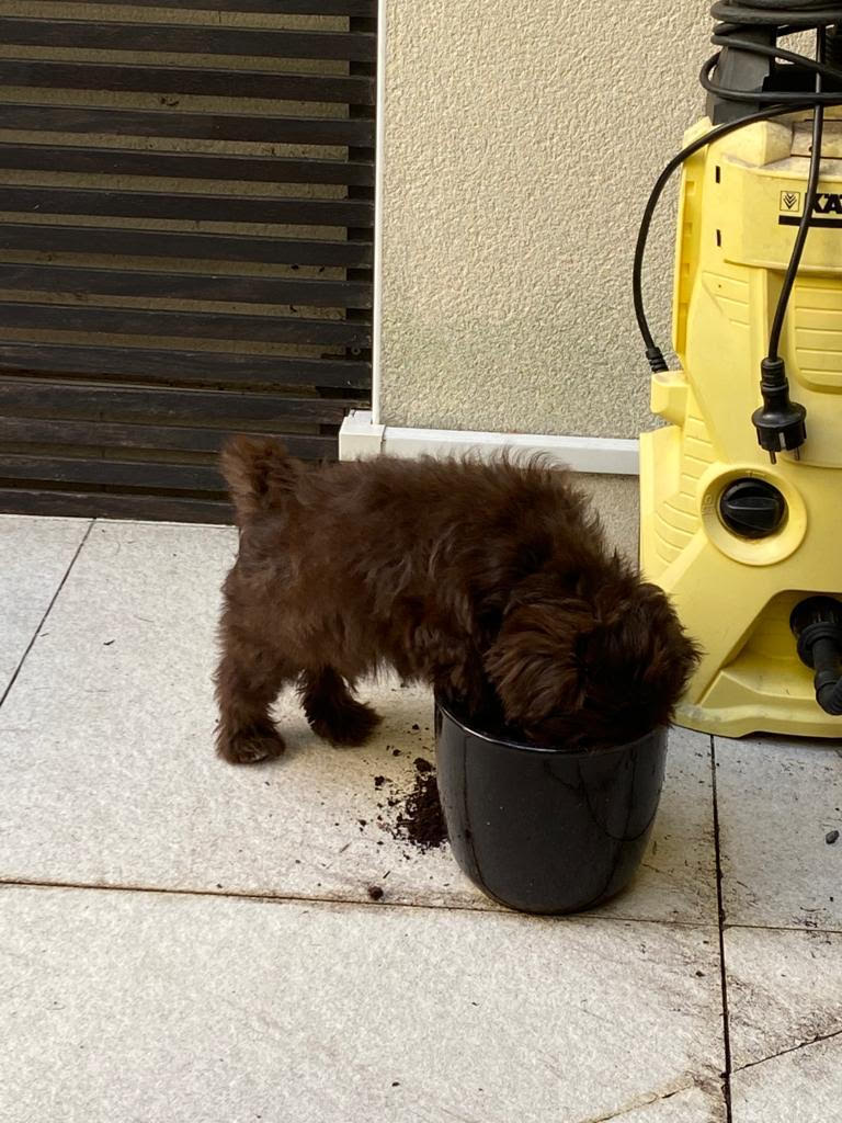 Rita Bichon Havanais Chocolat Paris