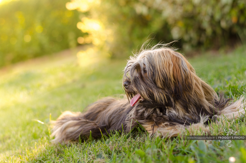 Havanese under the sunset !