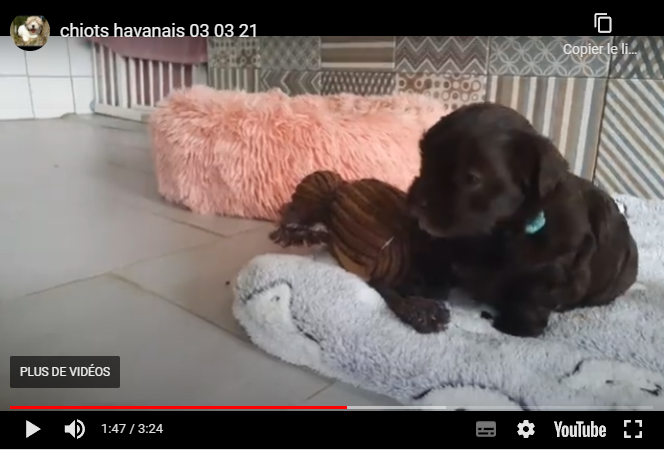 chiots Havanais chocolat