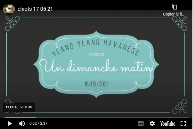 Video bb Bichon Havanais
