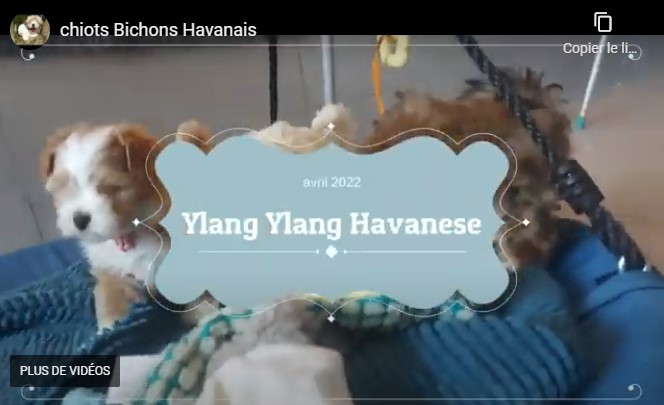 video-bichon-havanais-avant-depart