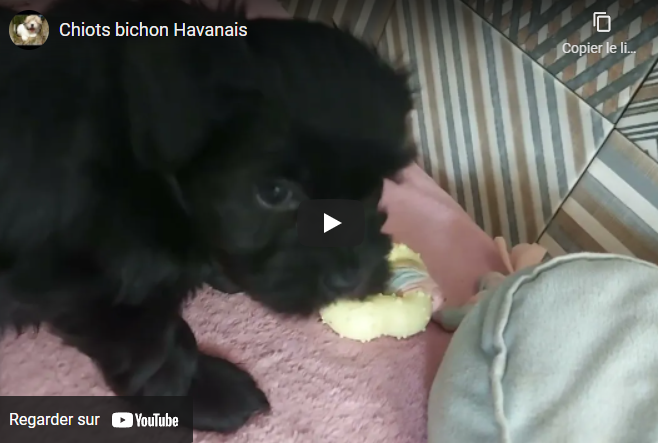 chiot Havanais