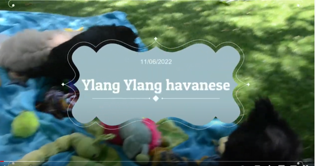 Vidéo chiots bichon havanais