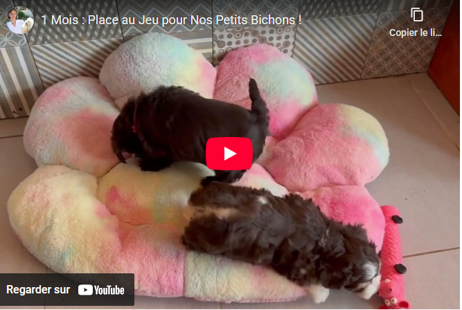 Capture d'écran 2026-01-21 113200